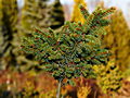 Picea abies Vizovice IMG_2005 Świerk pospolity